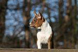 BASENJI 125